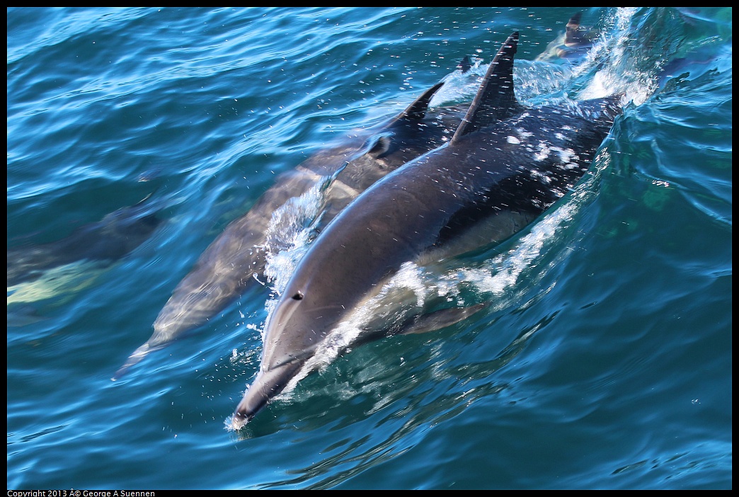 0210-132309-02.jpg - Long-beaked common dolphin