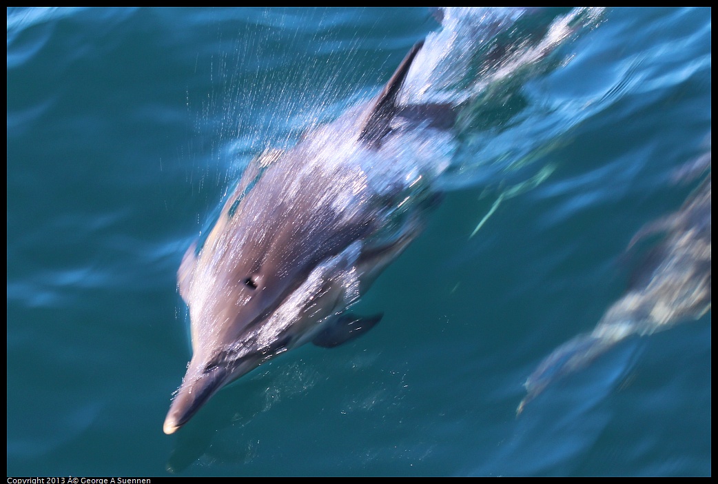 0210-132321-01.jpg - Long-beaked common dolphin