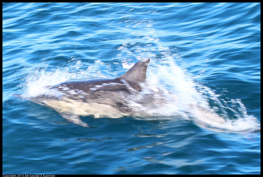 0210-132428-01.jpg - Long-beaked common dolphin