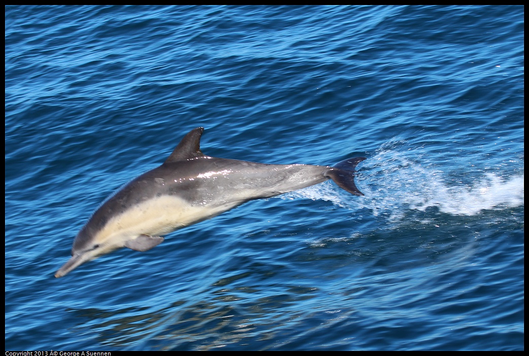 0210-132434-01.jpg - Long-beaked common dolphin