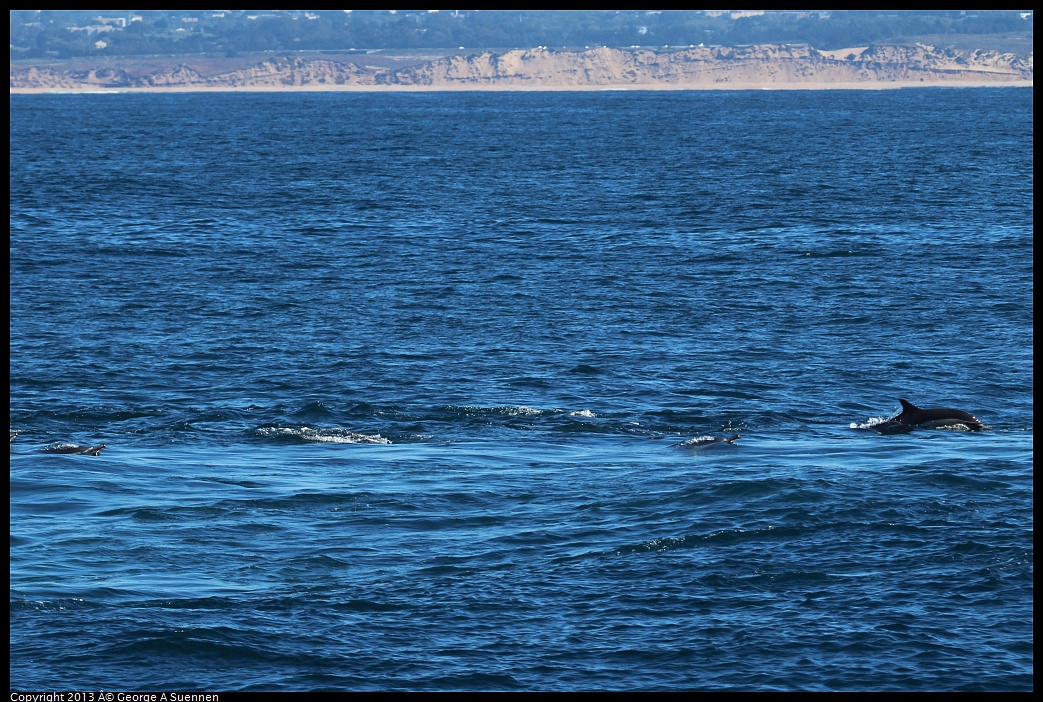 0210-132532-01.jpg - Long-beaked common dolphin