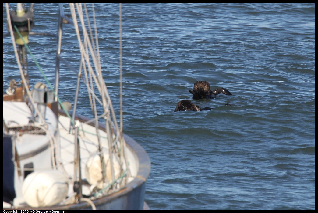 0210-143414-02.jpg - Sea Otter