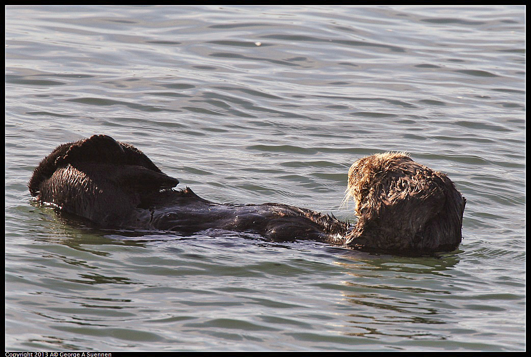 0210-101741-02.jpg - Sea Otter