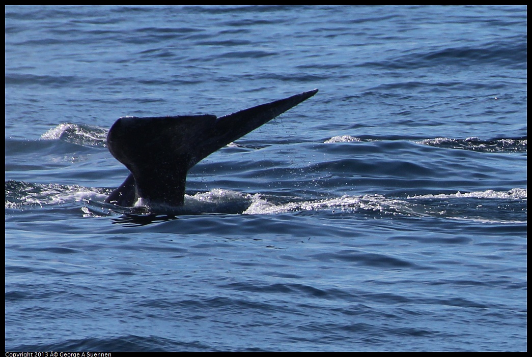 0210-120410-02.jpg - Gray Whale