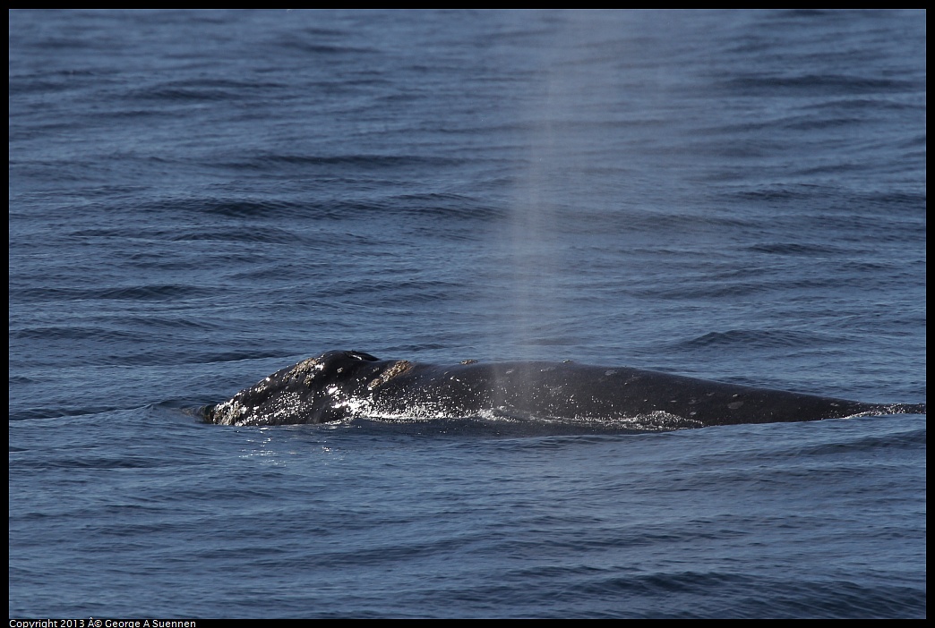 0210-120522-02.jpg - Gray Whale