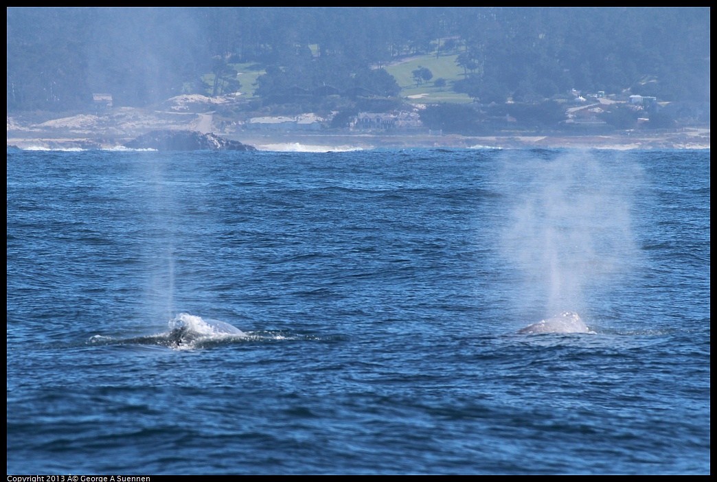 0210-121421-04.jpg - Gray Whale