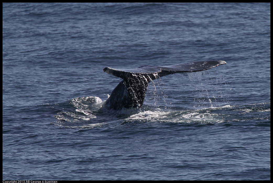 0210-121646-04.jpg - Gray Whale