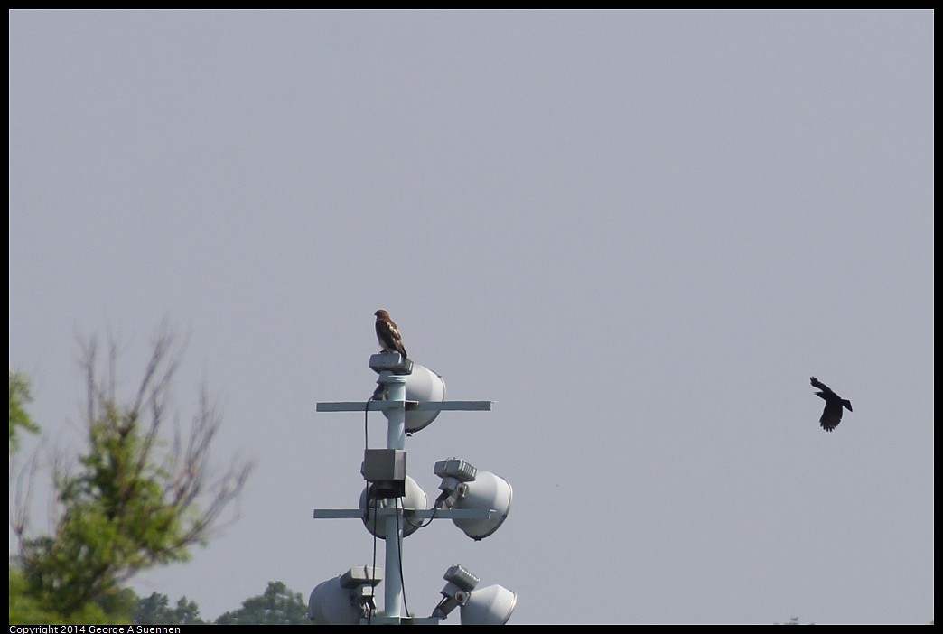 0522-071252-03.jpg - (?) Hawk and Crow