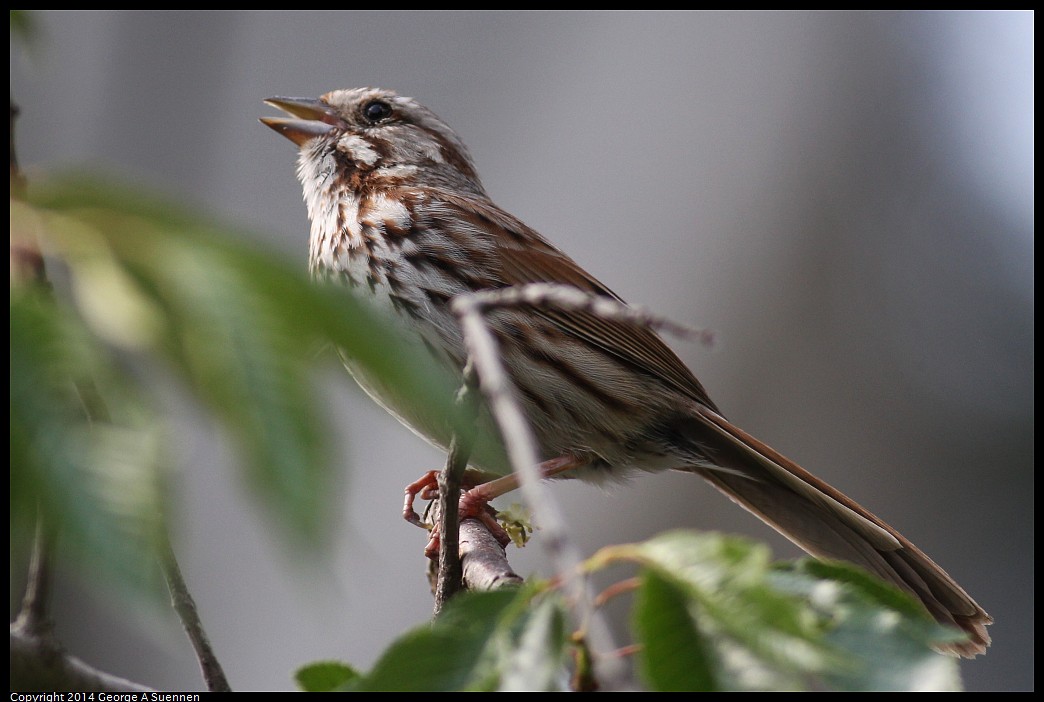 0524-120406-04.jpg - Song Sparrow