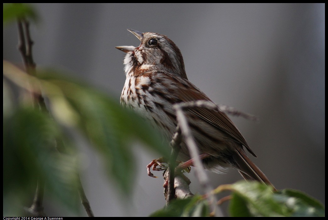 0524-120408-01.jpg - Song Sparrow