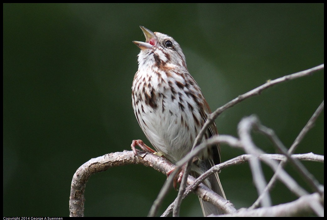 0524-120421-01.jpg - Song Sparrow
