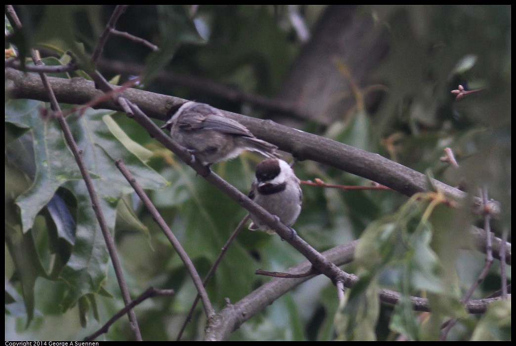 0524-120555-01.jpg - Carolina Chickadee