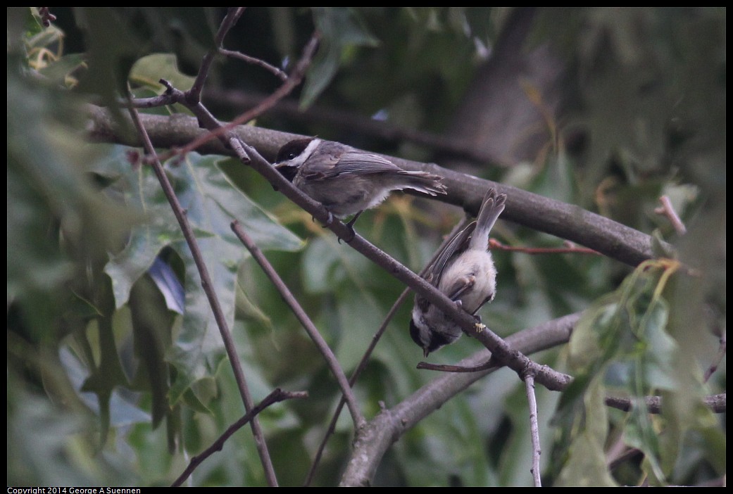 0524-120557-02.jpg - Carolina Chickadee