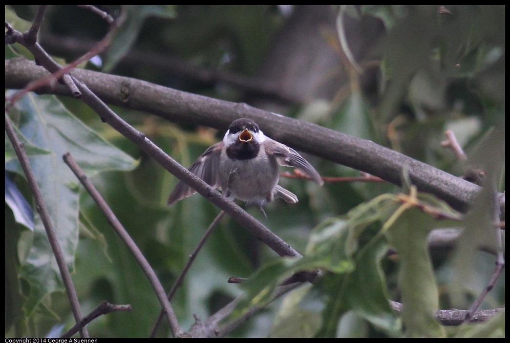 0524-120559-03.jpg - Carolina Chickadee