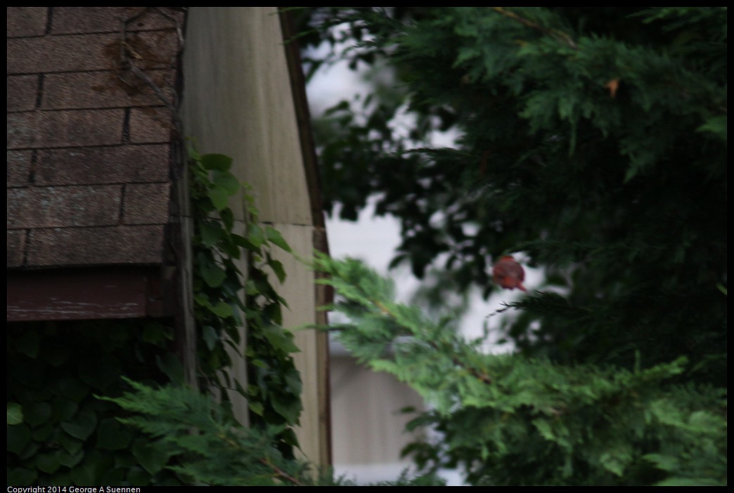 0524-123752-01.jpg - Northern Cardinal (id only)