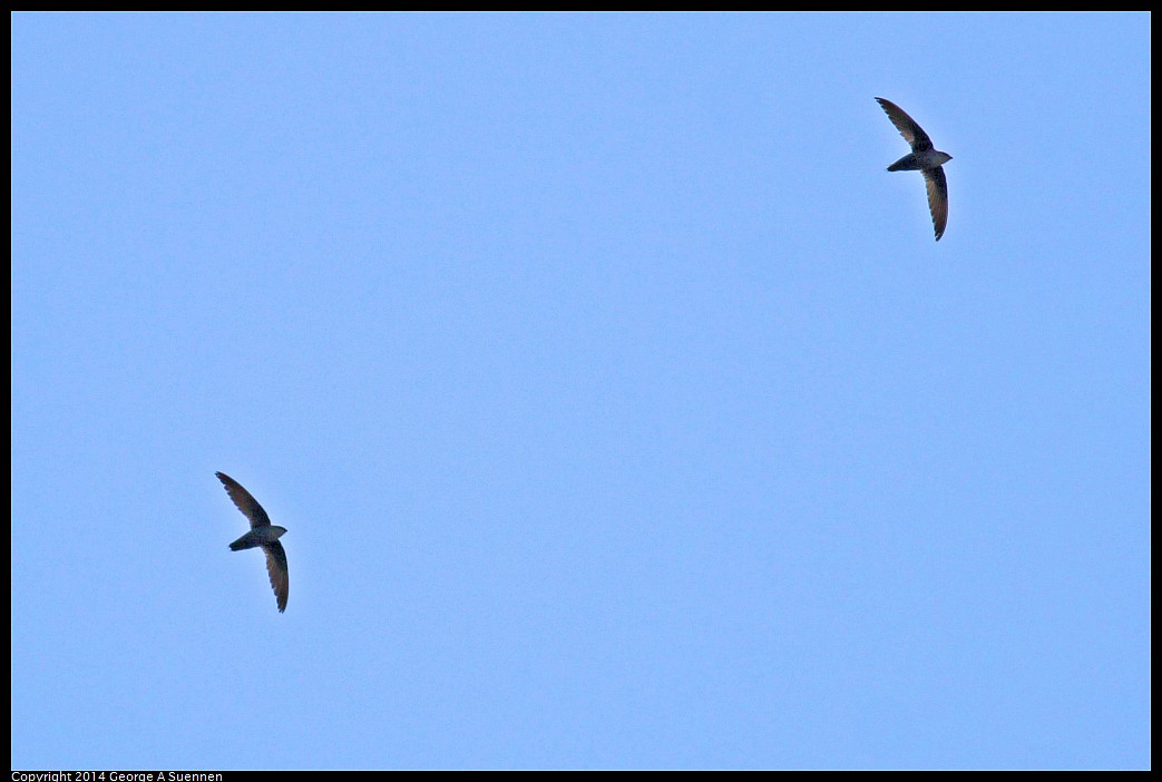 0524-132439-01.jpg - Chimney Swift