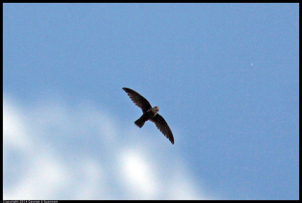 0524-132500-05.jpg - Chimney Swift