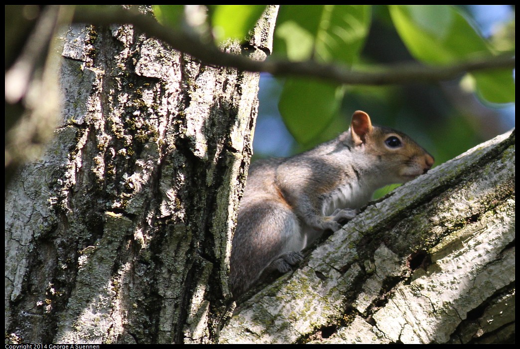 0524-132907-03.jpg - Squirrel