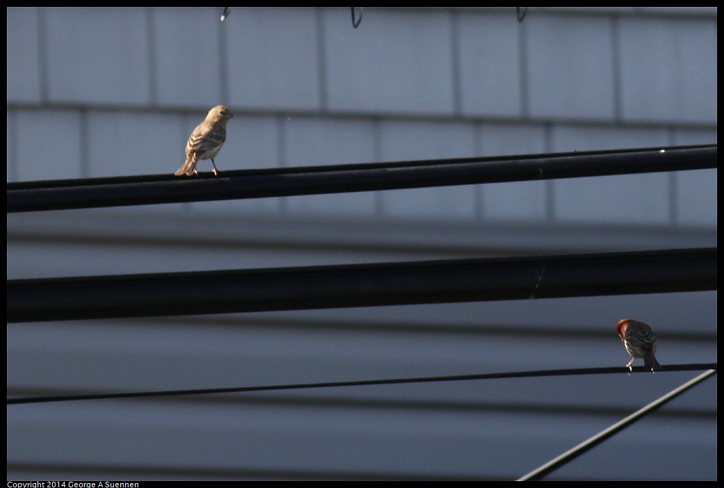 0524-133221-01.jpg - House Finch