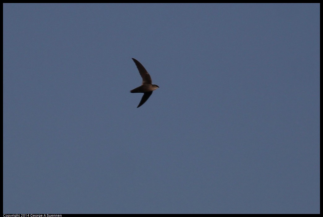 0524-144509-04.jpg - Chimney Swift