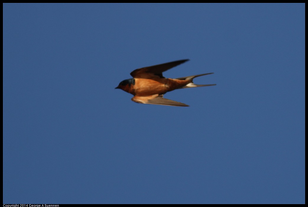 0524-145234-01.jpg - Barn Swallow