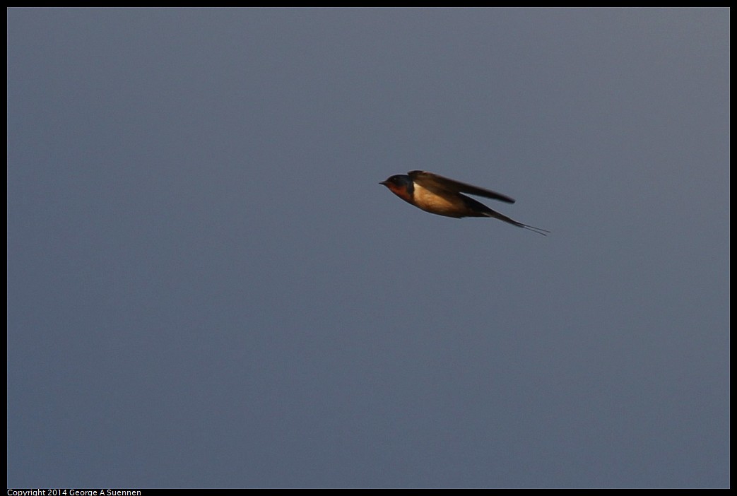 0524-145305-01.jpg - Barn Swallow