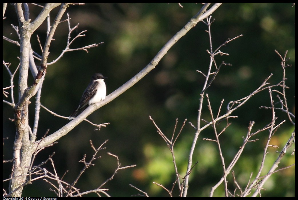 0524-150641-03.jpg - Eastern Phoebe