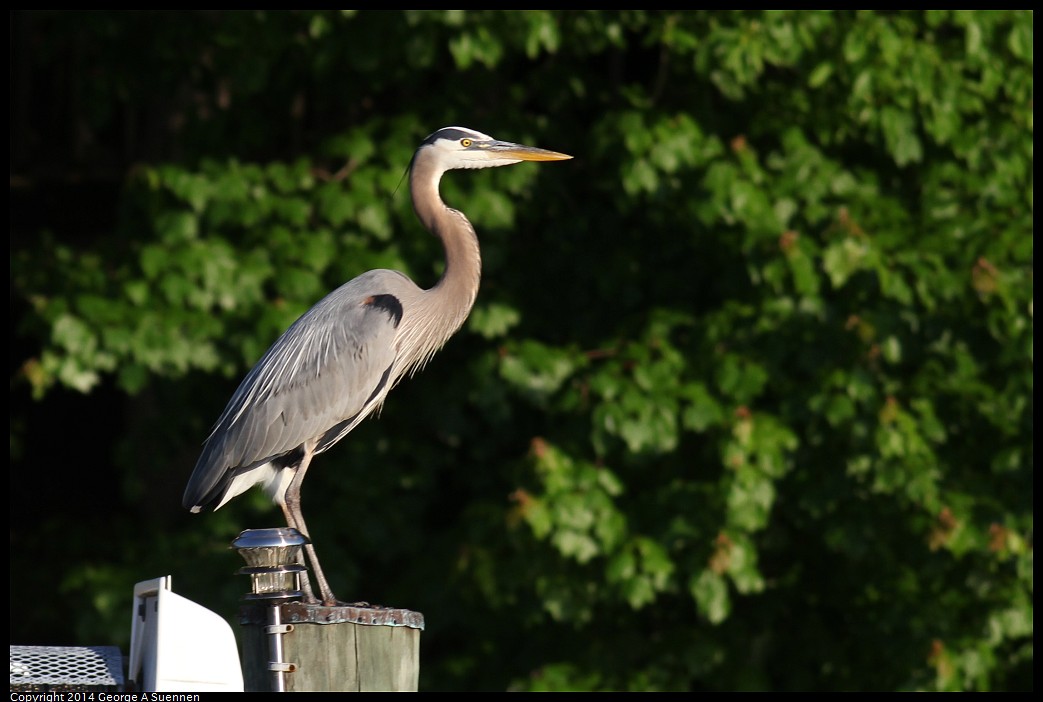 0524-151033-01.jpg - Great Blue Heron