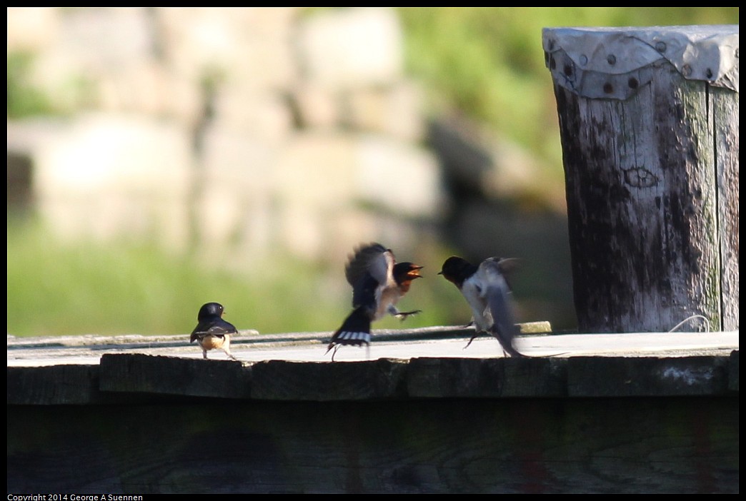 0524-151312-01.jpg - Barn Swallow