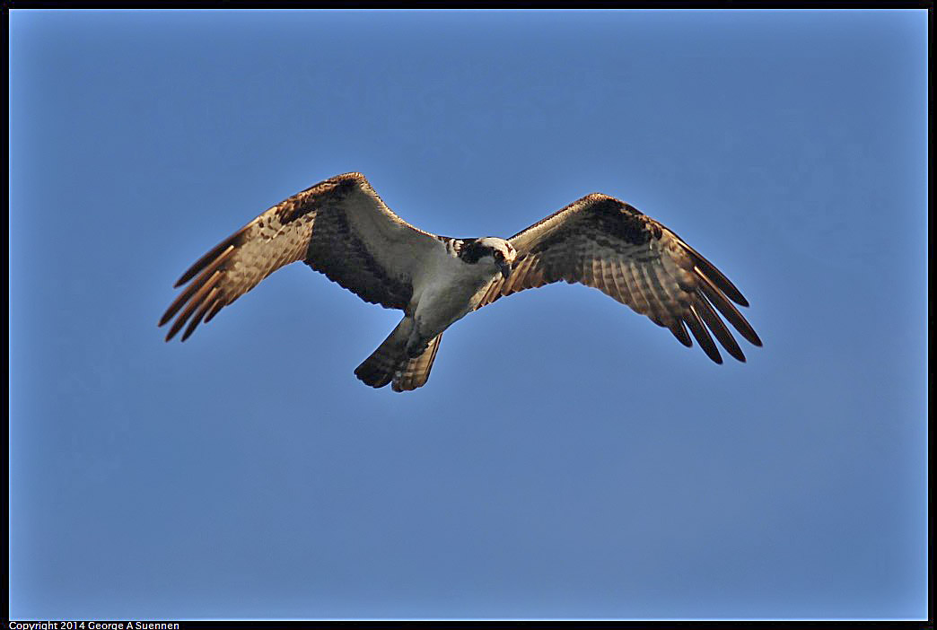 0524-151750-02.jpg - Osprey