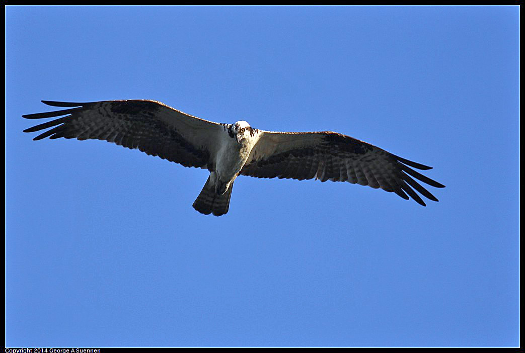 0524-151752-05.jpg - Osprey