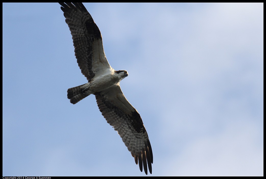 0524-151755-05.jpg - Osprey