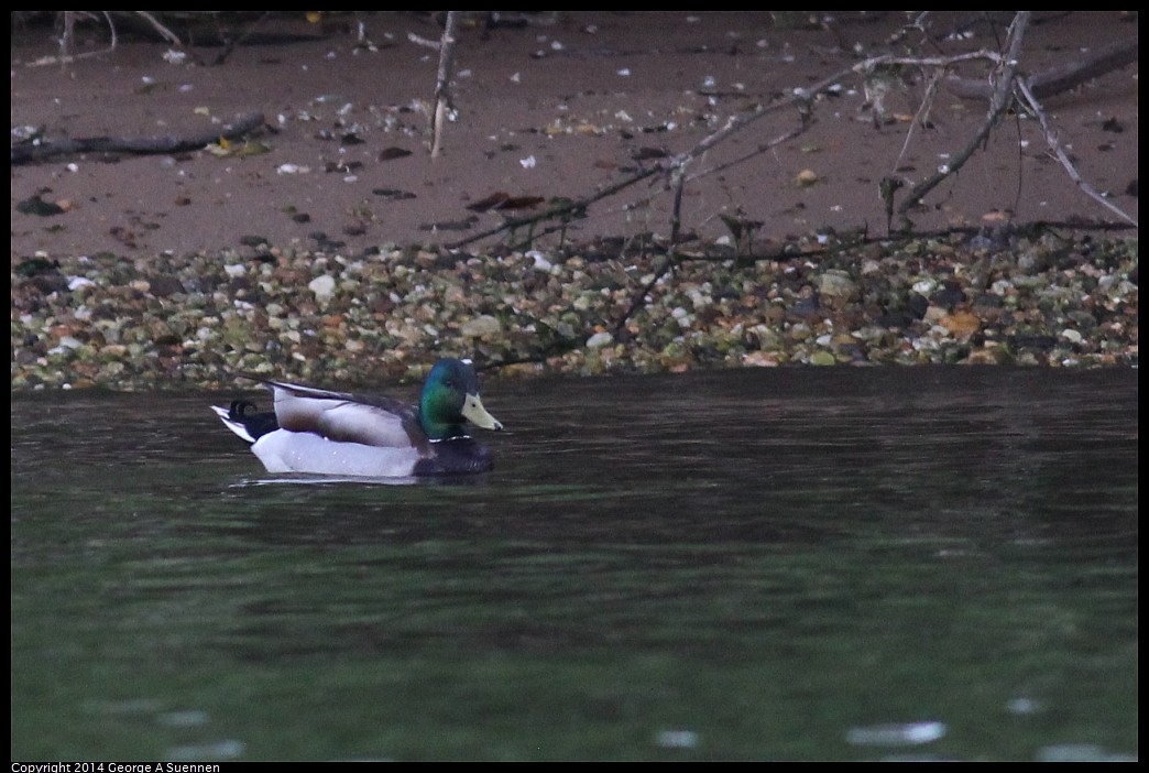 0524-151824-04.jpg - Mallard