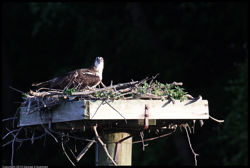0524-151912-02.jpg - Osprey
