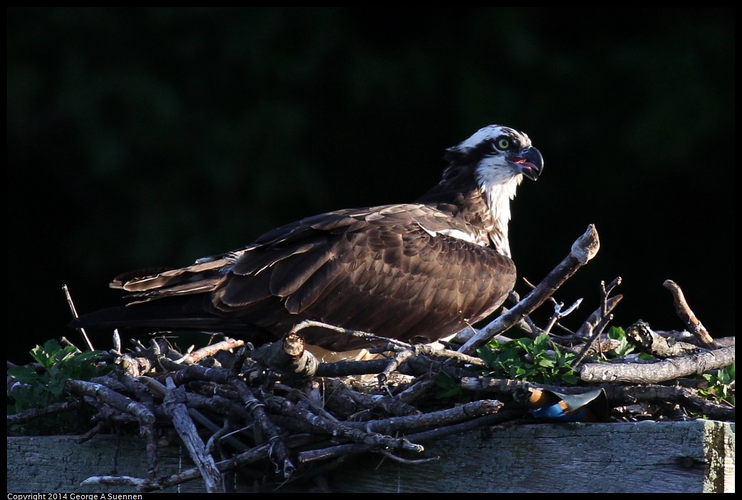 0524-151927-01.jpg - Osprey