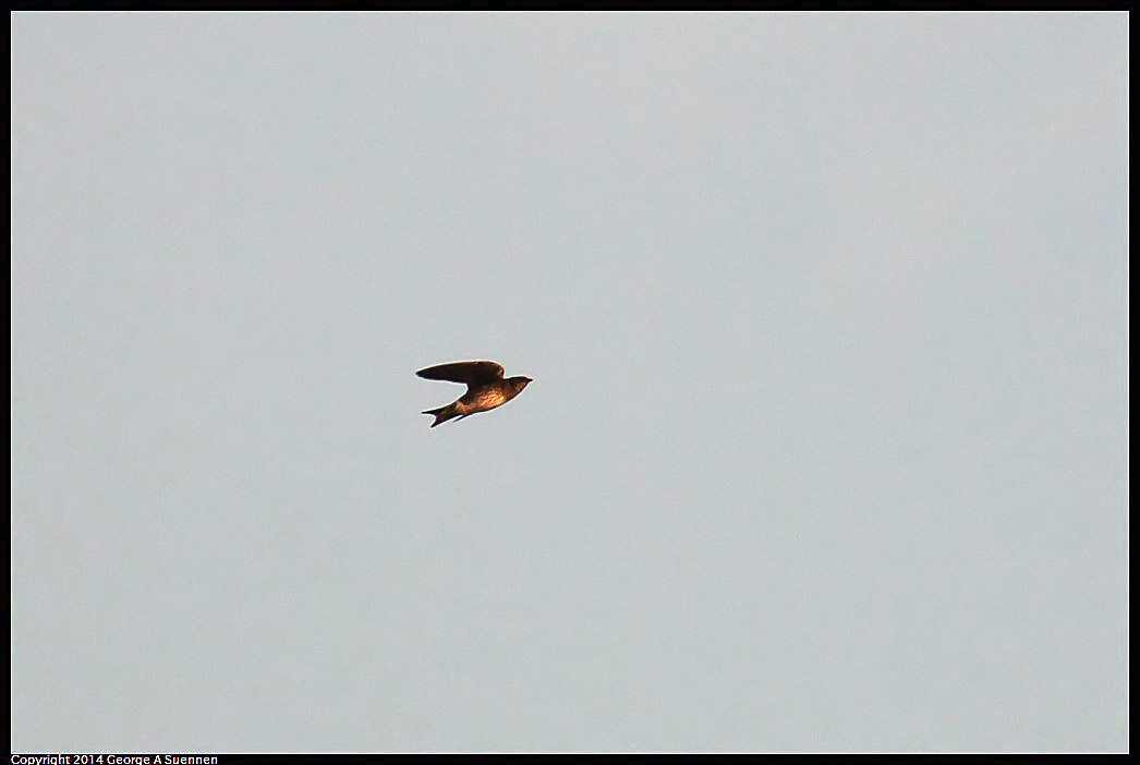 0524-152154-03.jpg - Rough-winged Swallow