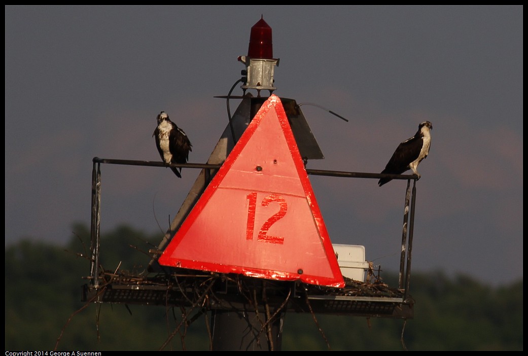 0524-152750-02.jpg - Osprey