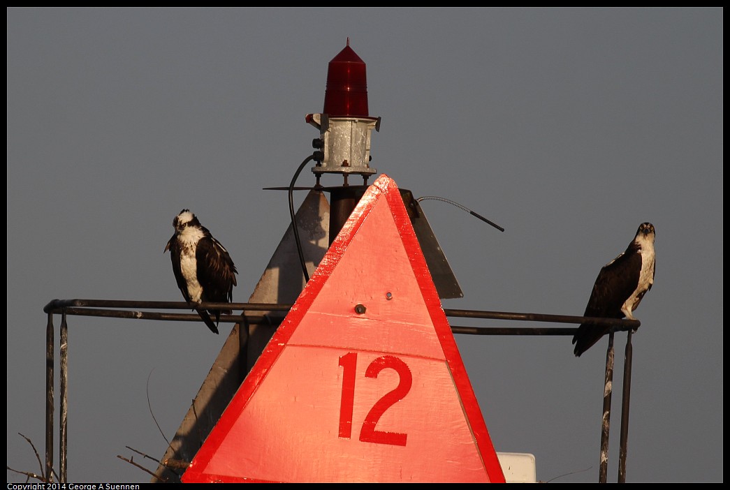 0524-152821-01.jpg - Osprey