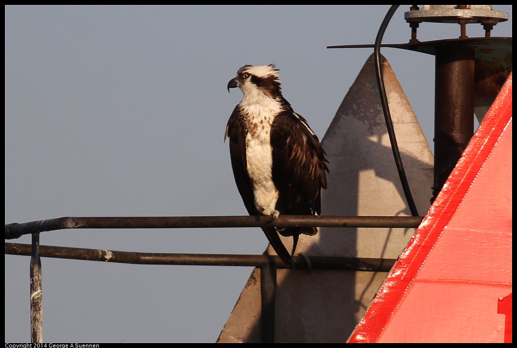 0524-152836-01.jpg - Osprey