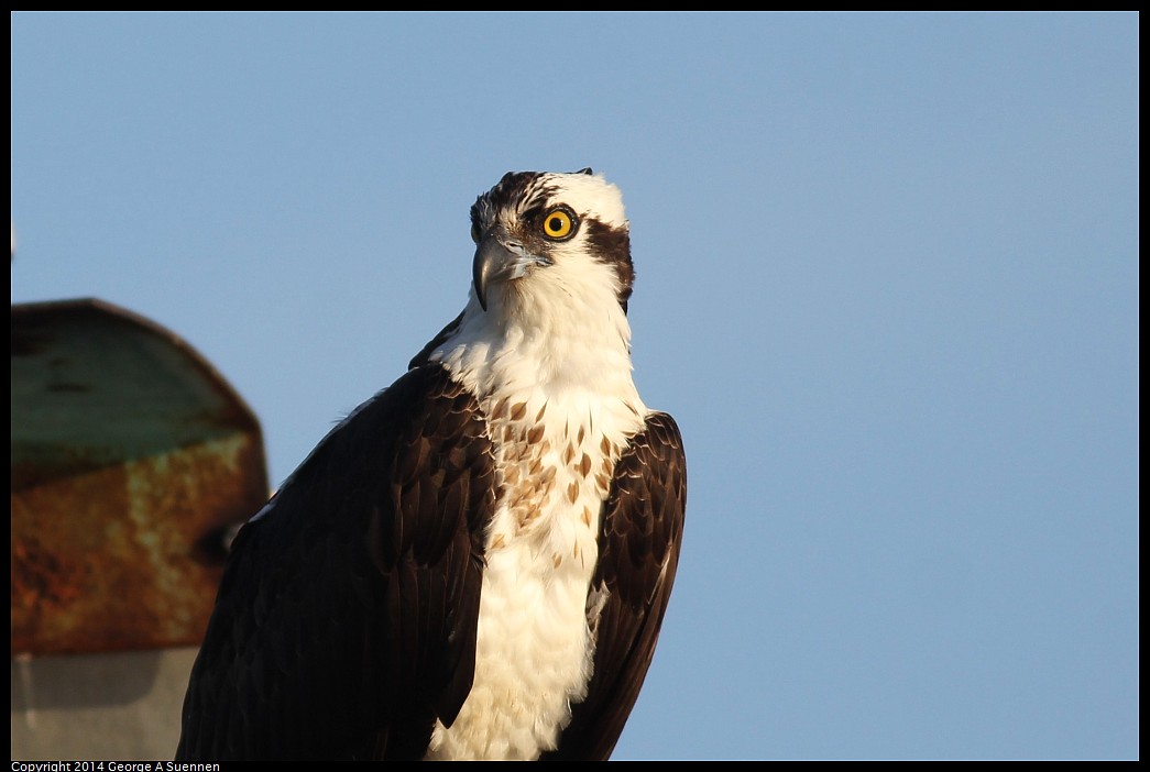 0524-152858-03.jpg - Osprey