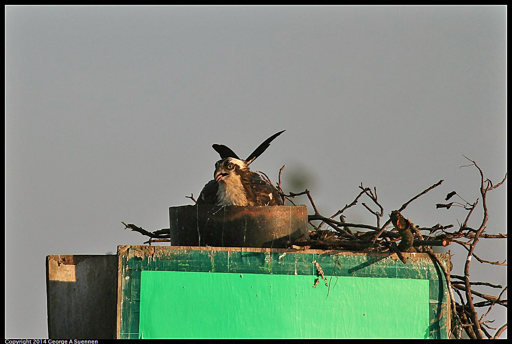 0524-153422-01.jpg - Osprey