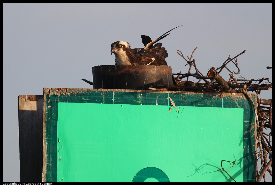 0524-153431-01.jpg - Osprey