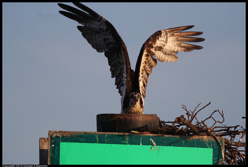 0524-153437-02.jpg - Osprey