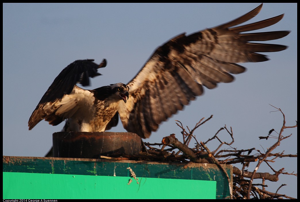 0524-153438-01.jpg - Osprey