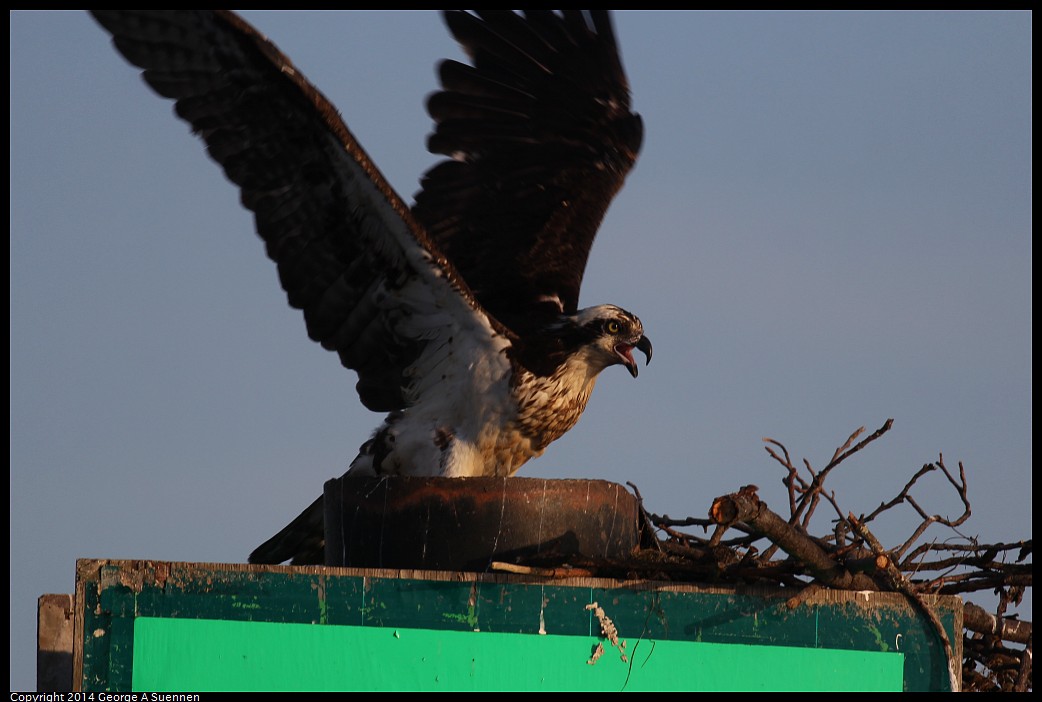 0524-153438-02.jpg - Osprey