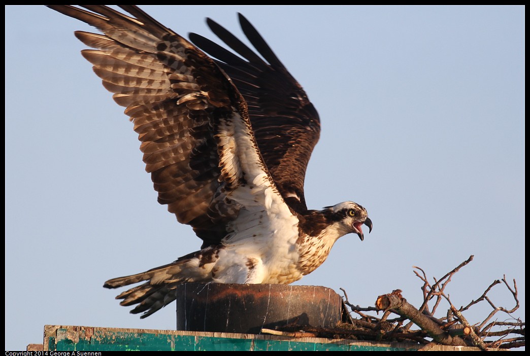 0524-153438-05.jpg - Osprey