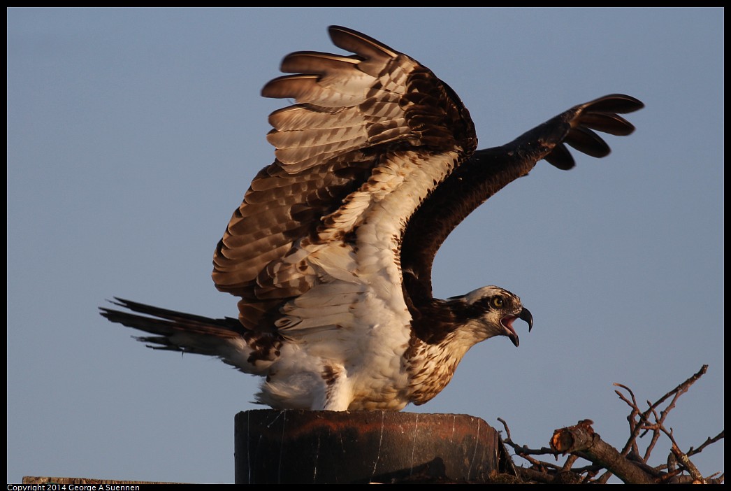 0524-153438-06.jpg - Osprey