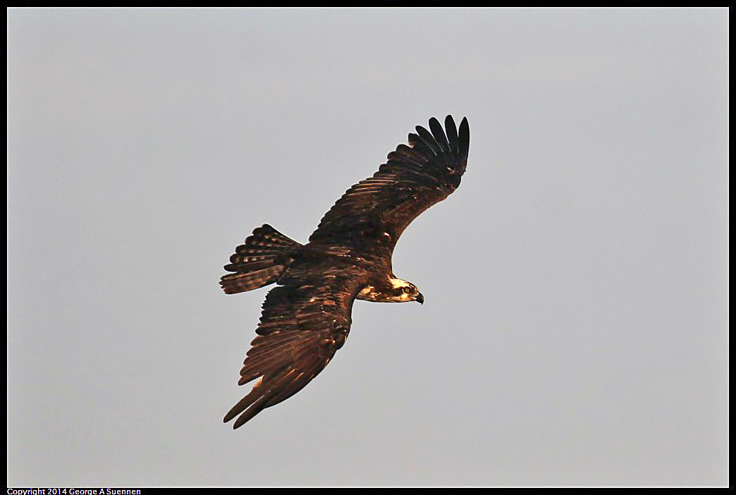 0524-153501-04.jpg - Osprey