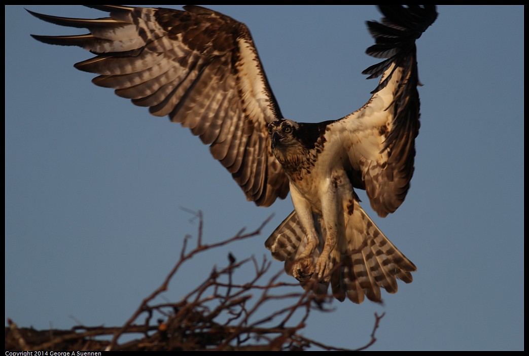 0524-153509-03.jpg - Osprey