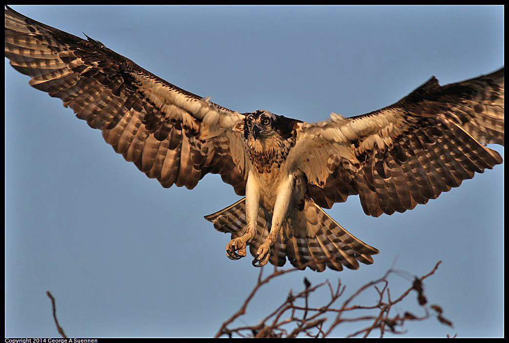 0524-153509-04.jpg - Osprey